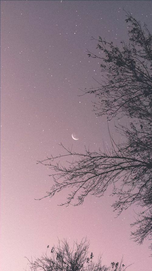 photo of the sky with the moon at sunset with tree branches obstructing the view